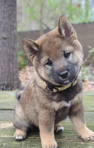 Rowan as a seven-week-old Shiba Inu puppy