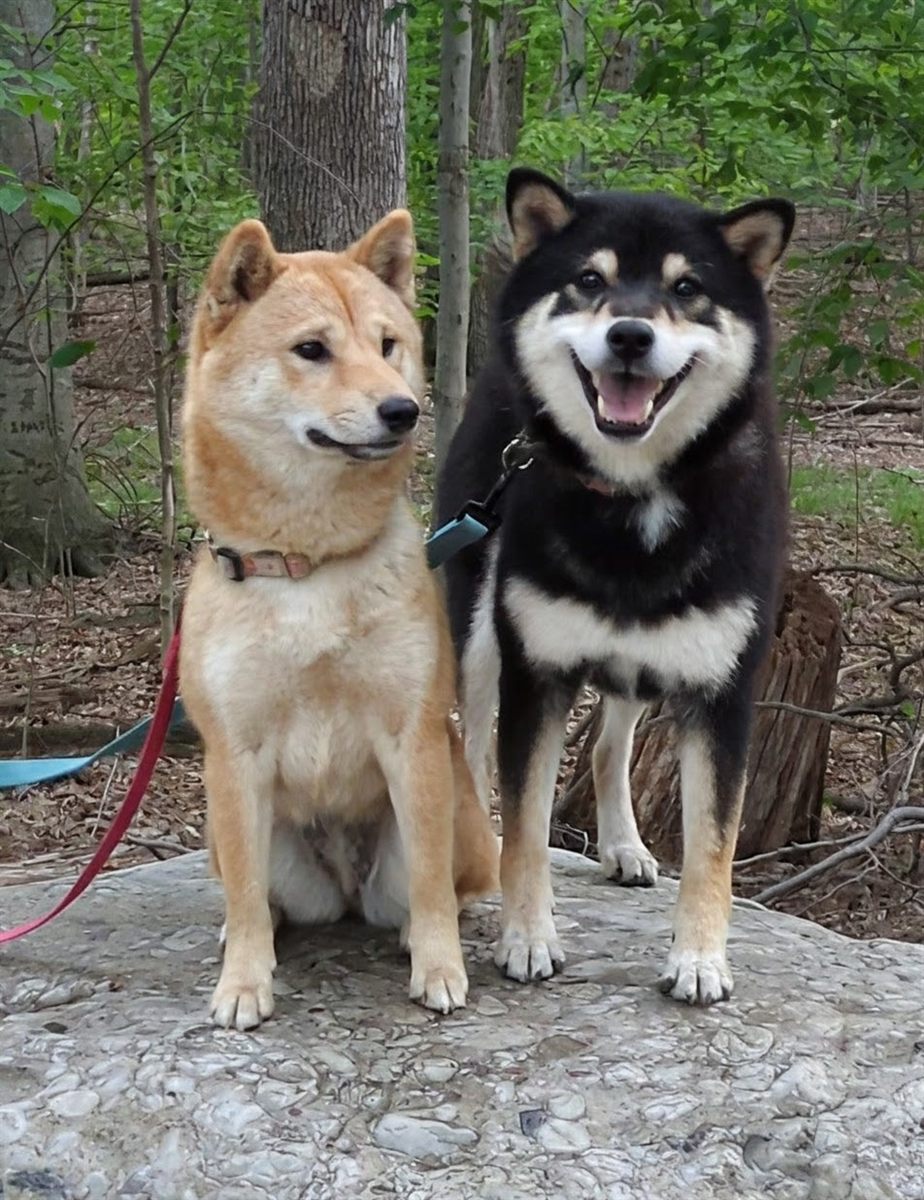 Journey and Reign standing together on a rock in the woods