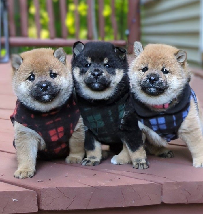Three young Shiba Inu puppies wearing bandanas on porch steps