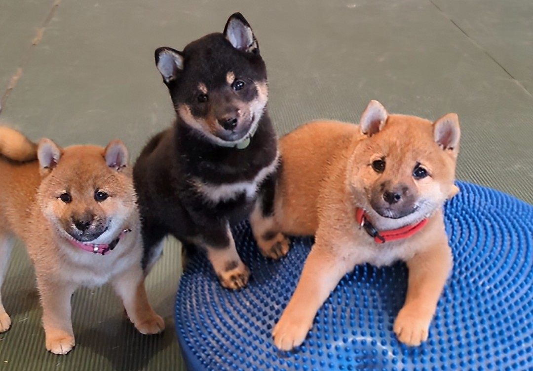 Three Shiba Inu puppies exploring a blue balance surface