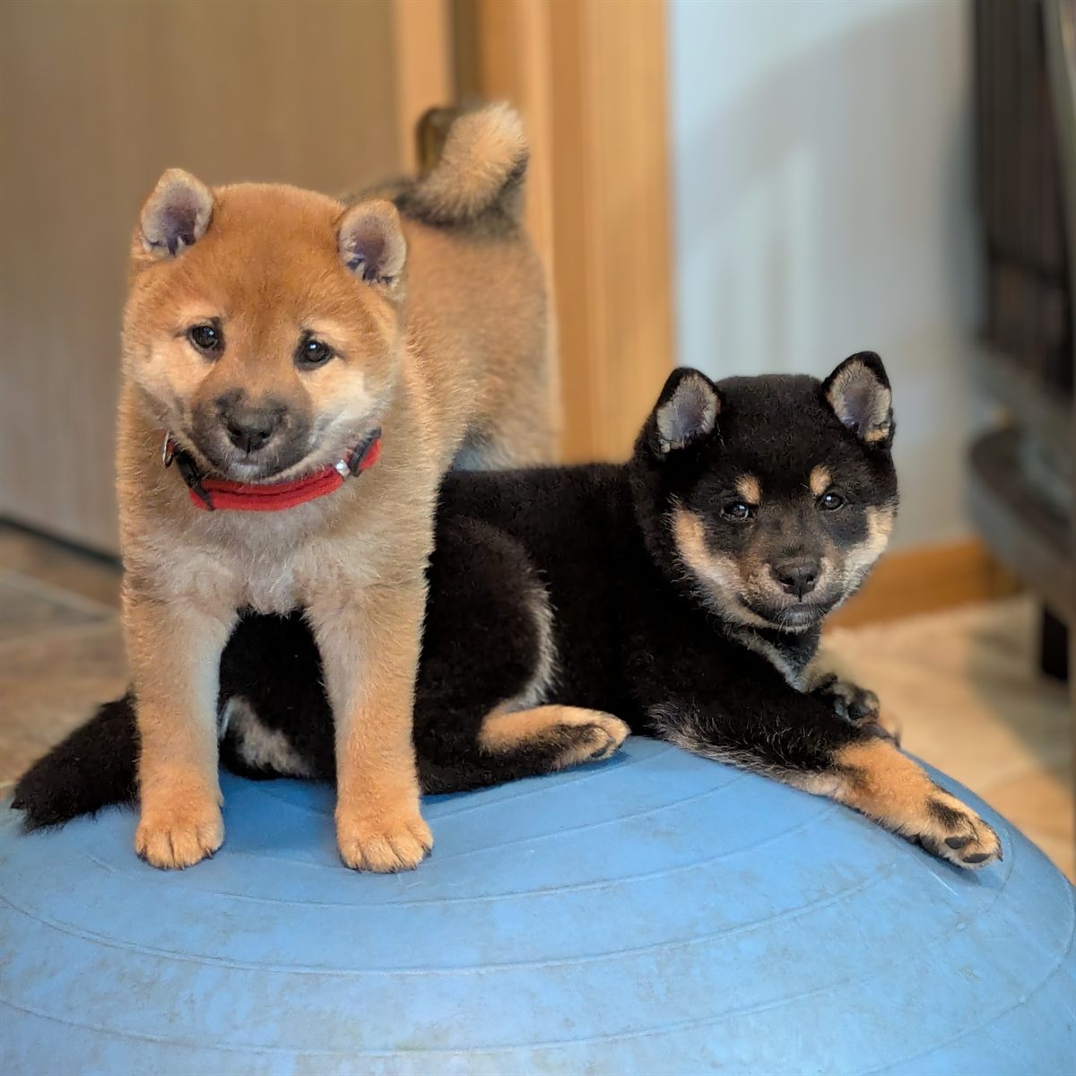 Two Shiba Inu puppies balancing on a blue exercise ball