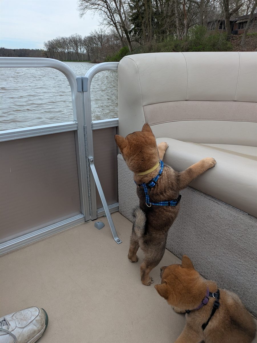 Shiba Inu puppies experiencing a calm boat outing