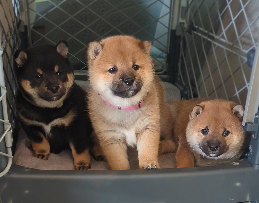 Three Shiba Inu puppies sitting together in a crate