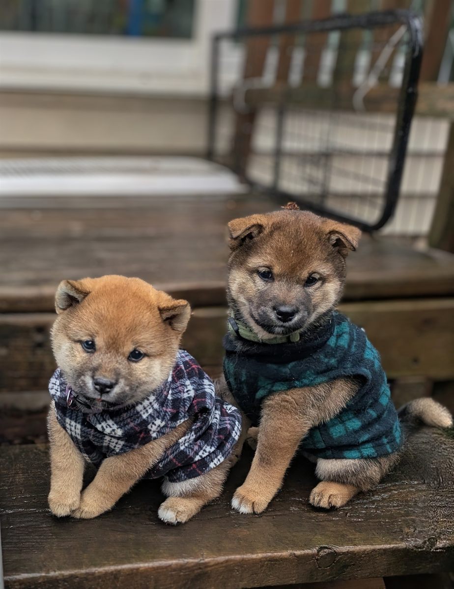 Two Shiba Inu puppies wearing soft sweaters outdoors
