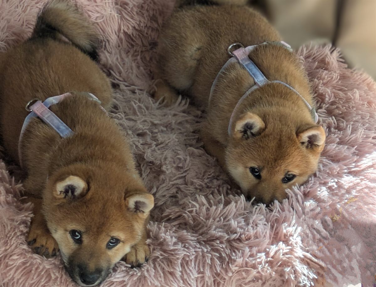 Young Shiba Inu puppies resting together on a pink bed
