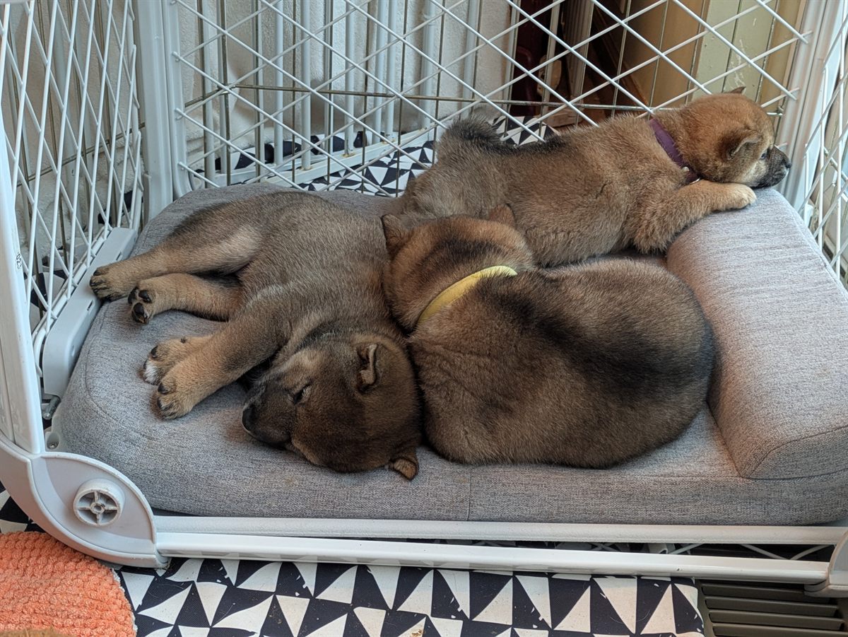 Shiba Inu puppies resting together on a small couch
