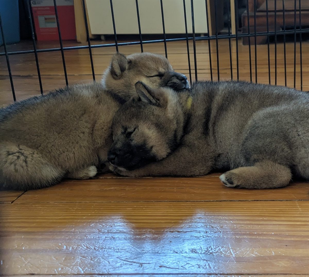 Two Shiba Inu puppies sleeping together