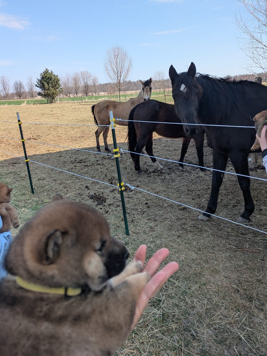 Shiba Inu puppy watching horses during a socialization outing