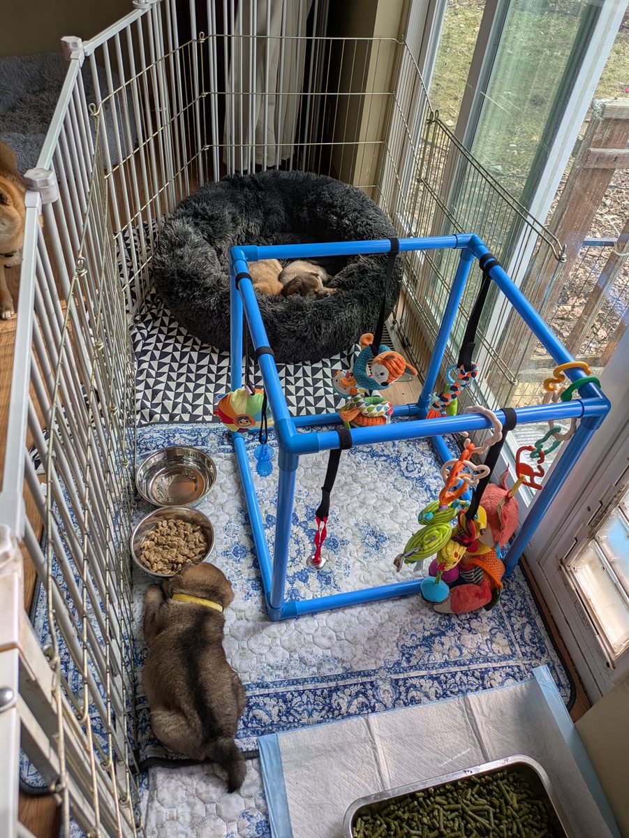 Puppy pen set up with enrichment toys, bedding, food, and potty area