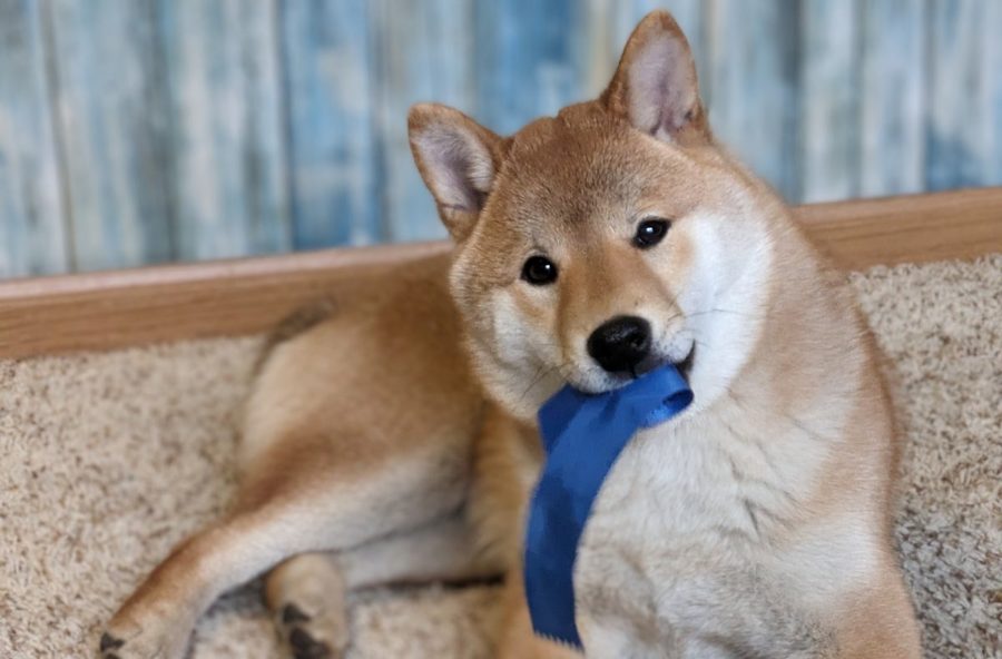Dog Training: Where to Begin