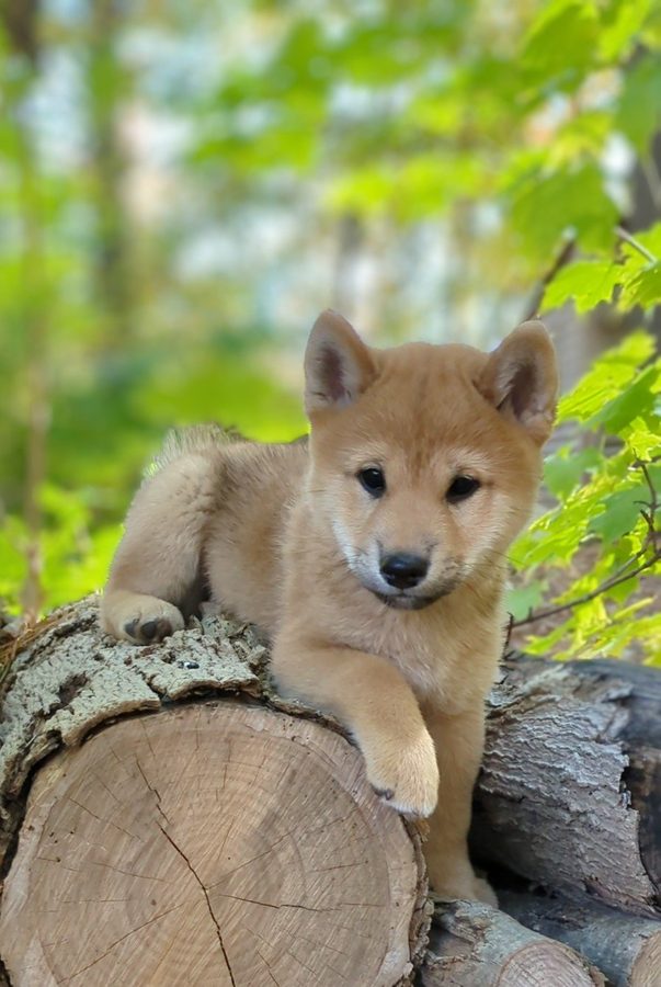 Shiba Inu puppy resting on logs outdoors