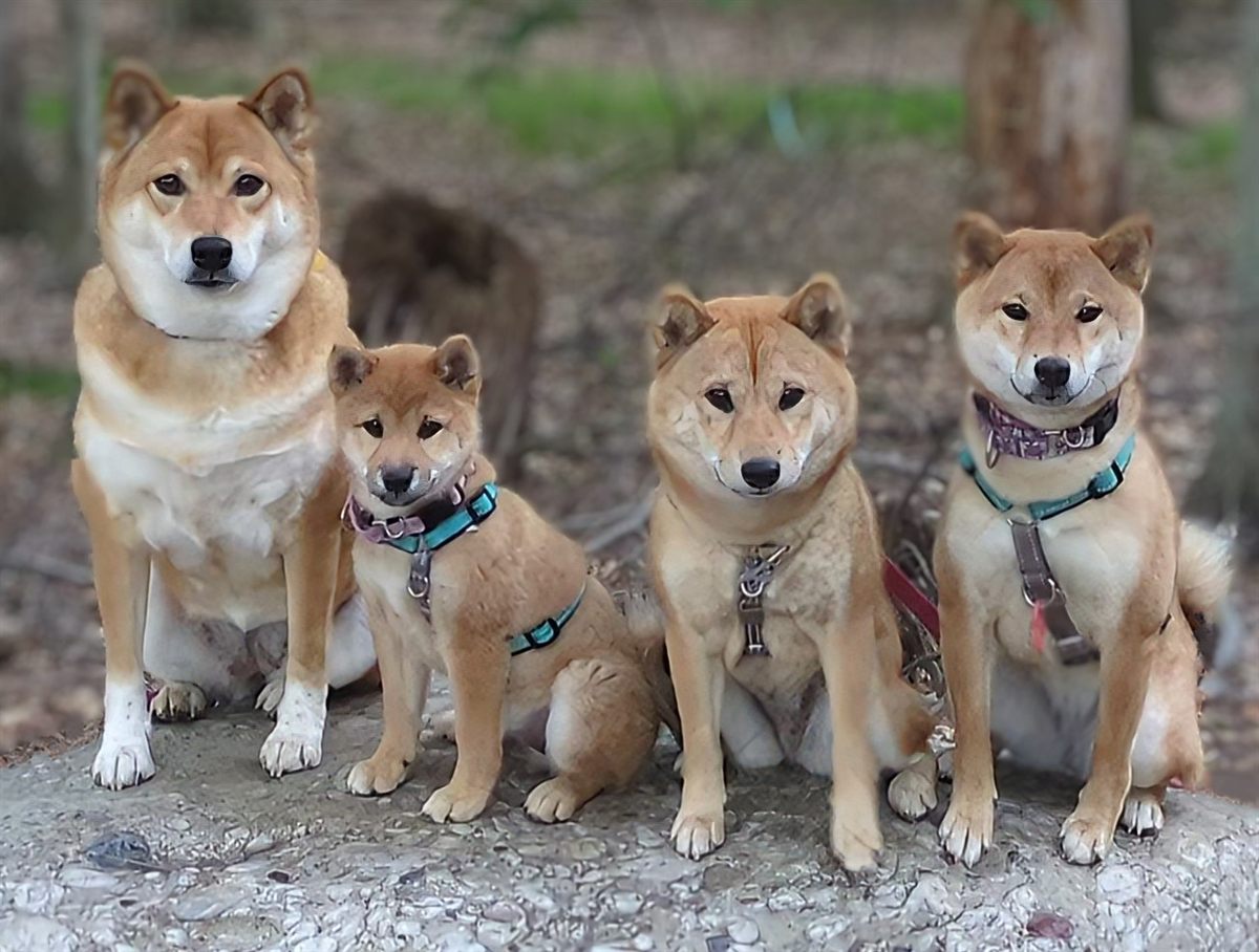 Four Takikawa Shibas sitting together on a rock in the woods
