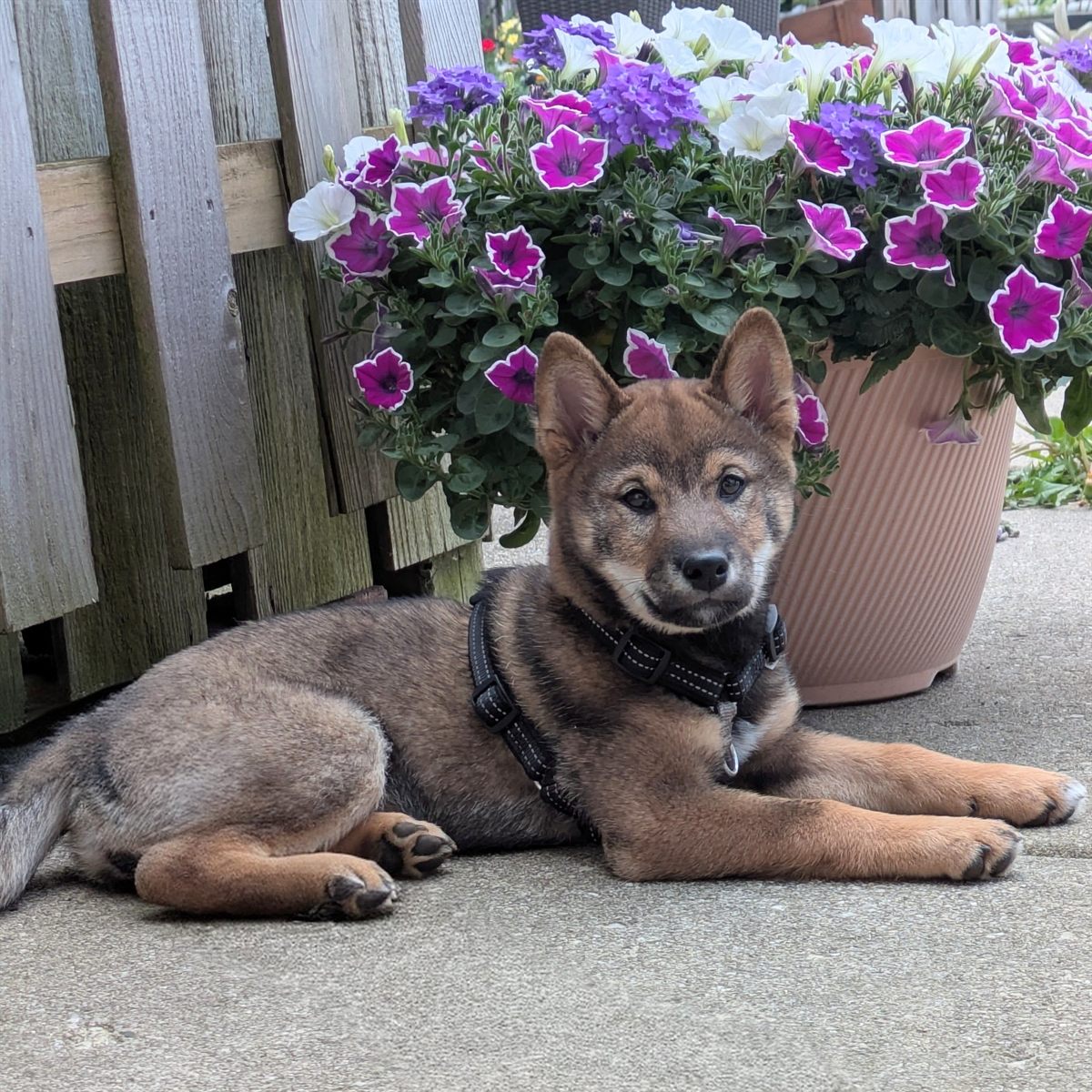 Young Shiba Inu resting beside purple and white flowers