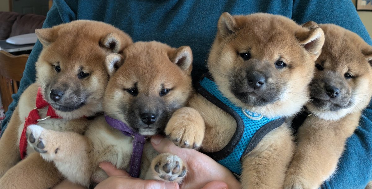 Puppy Preschool Partnership
